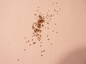 mixed mature and immature weld seeds