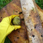 removing black walnut hulls