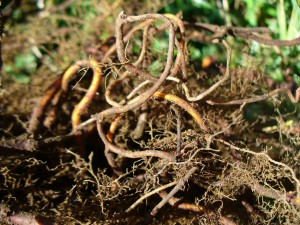 small lady's bedstraw roots