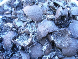 black walnut hulls with frost