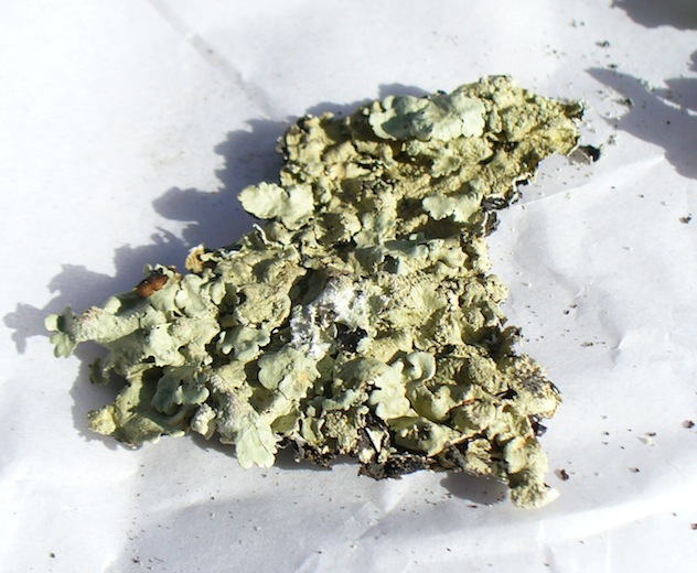 foliose lichen with exposed medulla