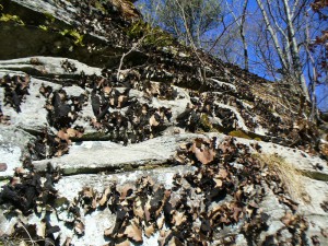 umbilicate lichen on cliff