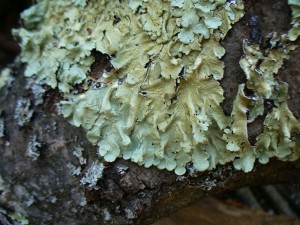 lichen on oak bark