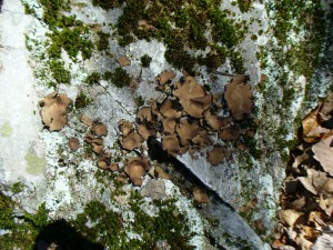 umbilicate lichen on rock