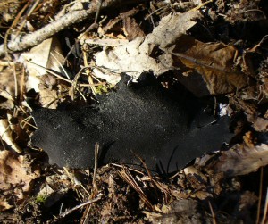 rock tripe black underside