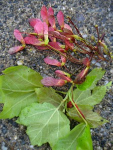 pink and lime green maple seeds