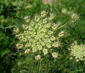 Queen Anne's Lace about to bloom