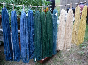 wool dyed with Queen Anne's Lace and woad