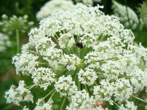 Queen Anne's Lace close up