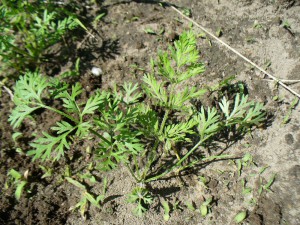 Queen Anne's Lace seedling