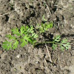 Queen Anne's Lace seedling 2