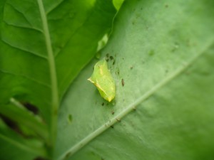 cabbage worm pupa