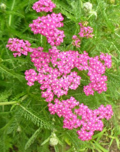 pink yarrow flowers