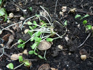 flax seedlings