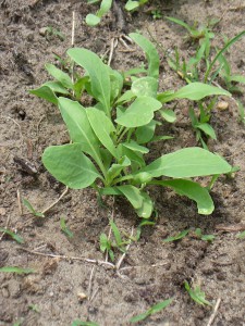 woad seedlings that need thinning