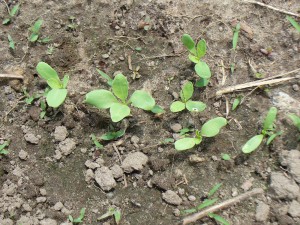 woad seedlings with more leaves