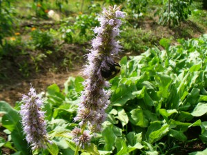 anise hyssop with bee