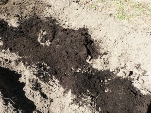compost on dry soil