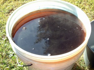 woad extract full bucket
