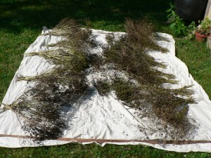 woad seeds drying June 29