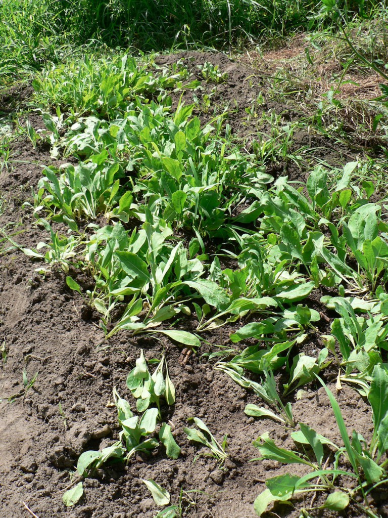 clumps of woad thinned