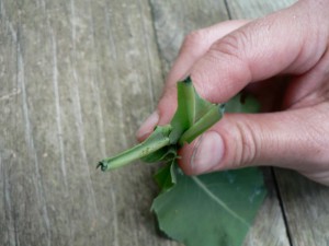 cut woad stems