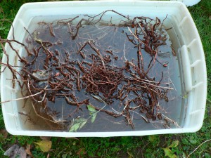 madder roots getting rinsed
