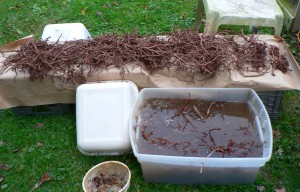 drying roots and rinsing roots