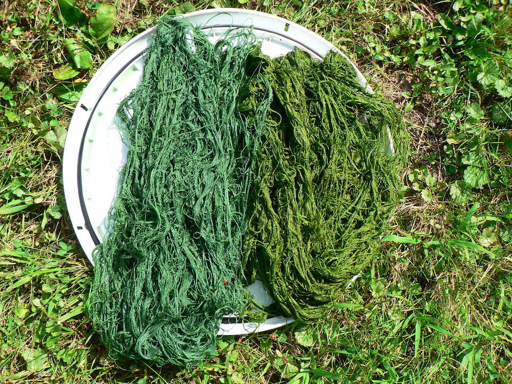 Dyeing with Woad - Local Color Dyes