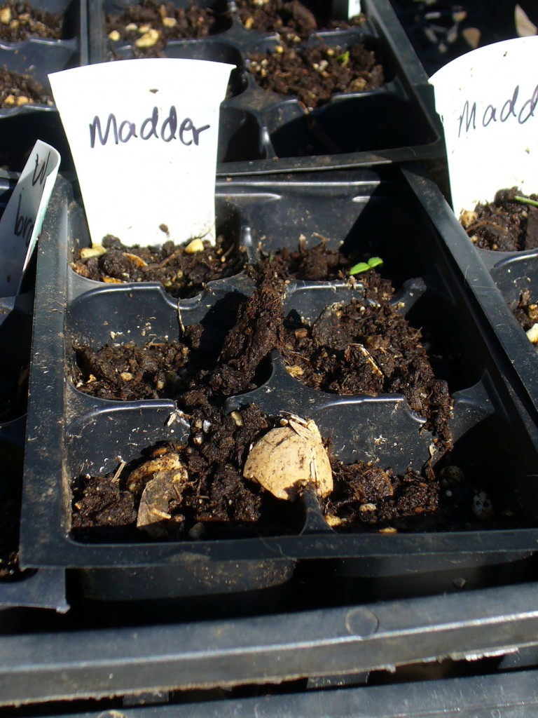 madder seed experiment