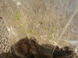 Japanese indigo seeds germinating