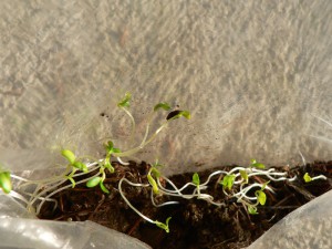 Japanese indigo seedlings