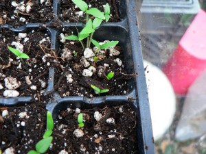 possible Japanese indigo seedlings May 1