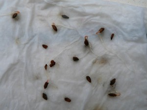 May 1 Japanese indigo seed germination