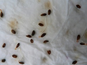 May 1 Japanese indigo seeds sprouting