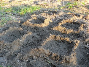 flax test plots at Amethyst Brook