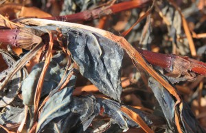 November 15 Japanese indigo leaf close up