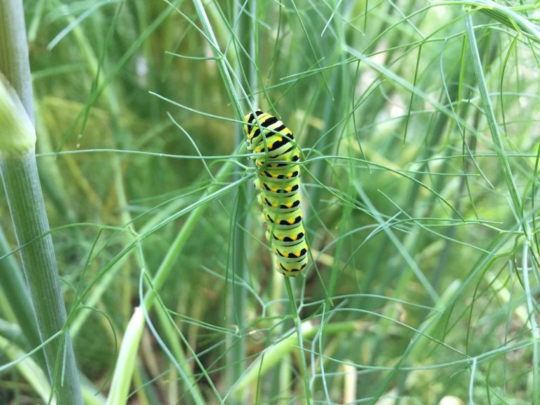 Bronze Fennel and Swallowtail Butterflies | Local Color Dyes