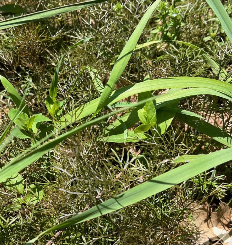 A swamp milkweed seedling grows among the bronze fennel seedlings.